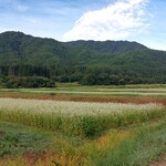 本家扇屋 - そばの花が沢山咲いてました