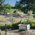 徳山鮓 - 裏の風景とトリ