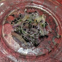 リストランテ アクアパッツァ - 