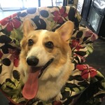 フロックス ローカル マーケット - 