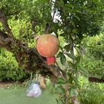 横浜うかい亭 - 