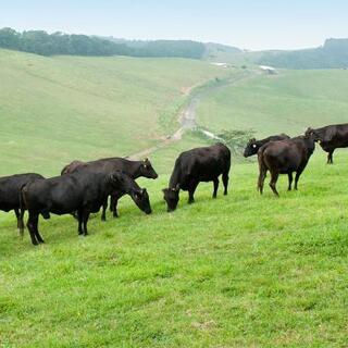 從制作飼料開始就很講究，在無壓力的環境中飼養的和牛