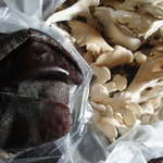 渋田産業 - 生きくらげとお買い得マイタケ