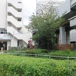 ラーメン二郎 - 百日紅が切られちゃった･･･