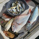 Wan Wan Wan - ８月ある日の釣果