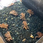 かに将軍 札幌本店 - 