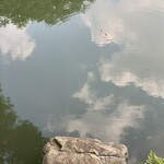 Rikugien Fukiage Chaya - 水面に映る空　亀が泳いでいて、都心にいる事を忘れました