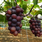 石原果樹園 - 岡山でもっともメジャーというニューピオーネ。最強に美味しいブドウです。160円/100ｇ。だいたい一房600ｇ前後