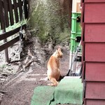 旧軽井沢Cafe 涼の音 - 