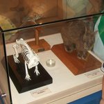 Kuroshionomori Mangurobupaku - アマミノクロウサギの骨格標本と剥製です。