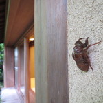 旅亭半水廬 - 建物の壁に蝉の脱殻