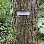 리잔보우 - 숀 군이 키를 잰 나무