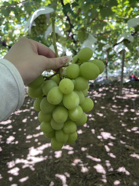 宮本農園 - 春日居町/その他 | 食べログ