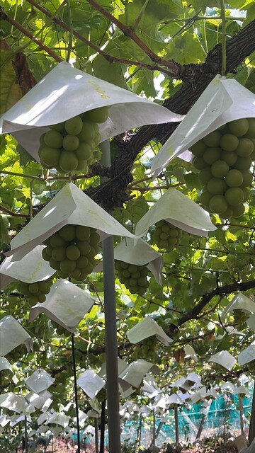 宮本農園 - 春日居町/その他 | 食べログ