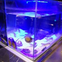 鉄板焼き あさひ - 