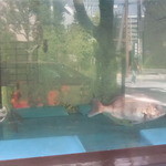 宗兵衛 - 水槽にゎお魚たちぃ～♫