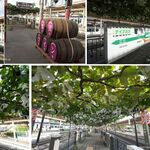 ほっとして ざわ - 2023年8月31日の周囲の景色,塩尻駅ホームのブドウ,