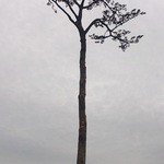 THE BURGER HEARTS - 奇跡の一本松を見てから食す。