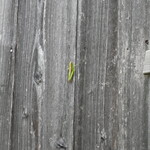 郷のえき 山城 - 