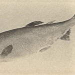 一期一会 よねさん - 