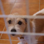 プティ ラパン - 