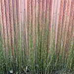 呑龍文庫 ももとせ - 