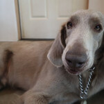 Patisserie Kuronekoken