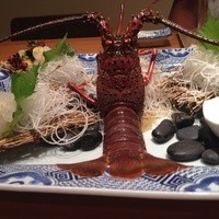 中納言 大阪駅前第3ビル店 - 伊勢海老お刺身