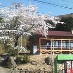 Kohikan Hana Ichi Momme - 春には大きな桜が満開になります