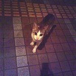 Ikedaya Gonchan - 集合したネコ