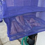 天史朗鮨 - 店前の干物カゴ　本日は鰆が入っていました！