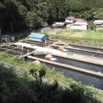 金精川のます池 - 