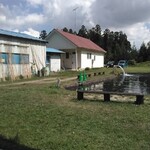 金精川のます池 - 