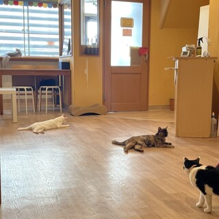 猫カフェTango_1