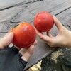 わさび平小屋 - 冷えたトマト200円