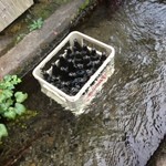 比良山荘 - ビール冷えてます。