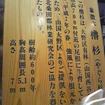 道の駅　ウッディー京北 - 象徴木・櫓杉の説明☆