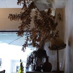 ペディビュス ジャンビュス - 