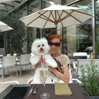 フィオレンティーナ - 今では立派なカフェ犬に〜♬
