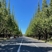 キハチ 青山本店 - 神宮外苑いちょう並木