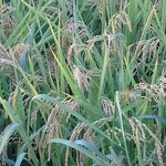 グランディア芳泉 - 