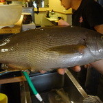 ちゃきちゃき - 素晴らしい型のイサキ！