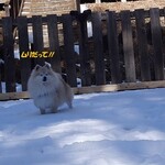 CARO FORESTA Karuizawa Jyarudino - 是吧!!