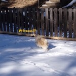 CARO FORESTA Karuizawa Jyarudino - 暫時先試著跑一跑♪