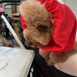 TASTY PLACE THE DINING - シェリにも持参のカリカリをあげました。