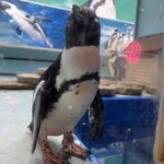 ペンギンのいるダイニング - 