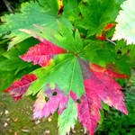 木乃実茶屋 - 秋がグラデーション中☆