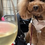 TASTY PLACE THE DINING - １杯目のワイン