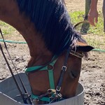 Kissa La Terre - Bonus: At the nearby Makiba Karuizawa. A horse enjoying tea after a walk, just like us. We are having tea here.