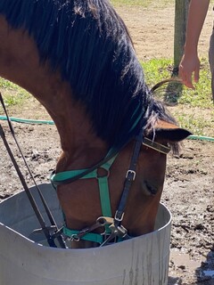 Kissa La Terre - Bonus: At the nearby Makiba Karuizawa. A horse enjoying tea after a walk, just like us. We are having tea here.